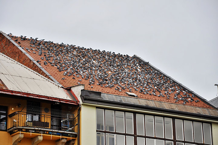 A2B Pest Control are able to install spikes to deter birds from roofs in Liverpool. 