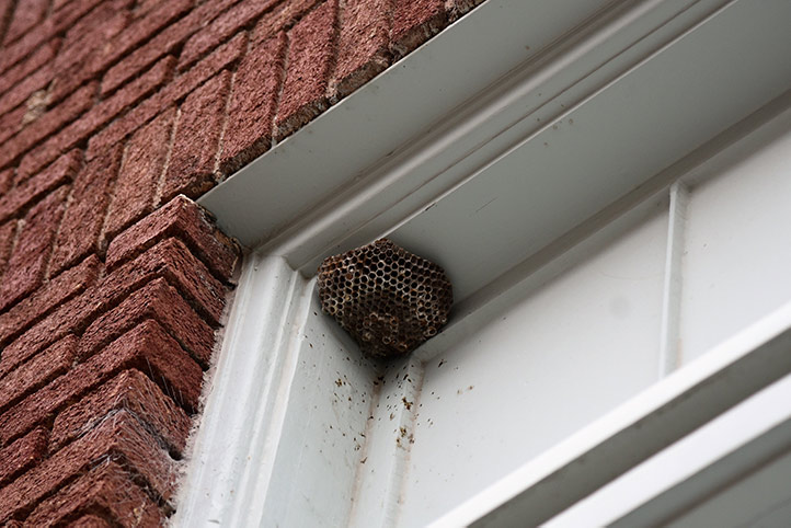 We provide a wasp nest removal service for domestic and commercial properties in Liverpool.
